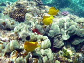Récifs coralliens à Hawaii © Pixabay