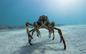 Le crabe araignée de mer géante