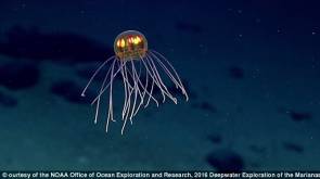 Une méduse filmée à proximité de la fosse des Mariannes © NOAA Office of Ocean Exploration and Research, 2016 Deepwater Exploration of the Marianas.