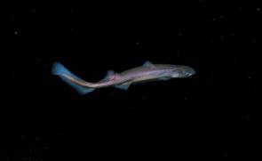 Le requin "Etmopterus spinax" ou Sagre commun a la particularité d’être bioluminescent: il produit de la lumière de manière intrinsèque grâce à des petits organes qui couvrent sa face ventrale. Il évolue entre 70 et 2 000 m de profondeur. © Salesjö Anders sur http://www.fishbase.org