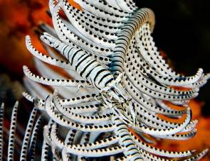 La crevette Periclimenes amboinensis © Tony Barros