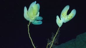 Un groupe spectaculaire de cténophores (Lyrocteis imperatoris) à 358 mètres de profondeur. © Schmidt Ocean Institute