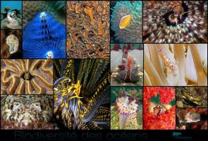 Ifremer - Fond d'écran - Biodiversité des océans © Ifremer