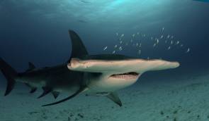 Un requin marteau © Albert kok/Wikipédia