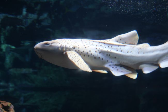 Le requin léopard (Stegostoma fasciatum) © La Cité de la Mer