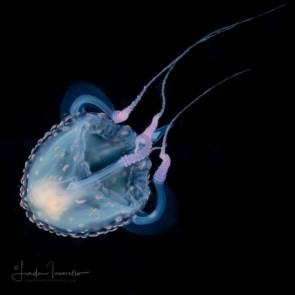 Une méduse "boîte" (ou cuboméduse)"Tamoya sp." Les méduses font également partie du plancton ! © Linda Ianniello