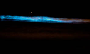 Lingulodinium polyedra utilise sa bioluminescence comme mécanisme de défense pour repousser son prédateur ©Niels Olson