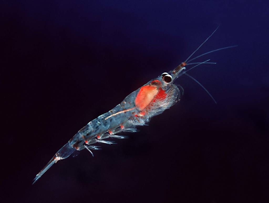 Krill atlantique © CC Uwe Kils