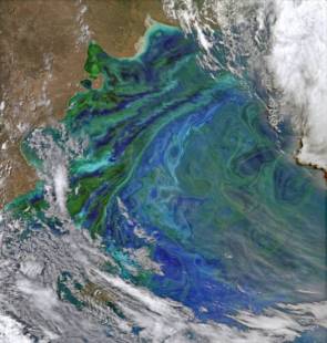 Image satellite d'une efflorescence algale © Norman Kuring, NASA’s Ocean Color Group