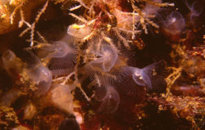 Vers marins phoronides, au stade adulte, fixés sur des rochers ©Wikimedia Commons