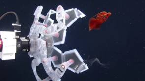 Le robot origami capture avec délicatesse les organismes mous et gélatineux comme les méduses, les calmars ou les pieuvres © Wyss Institute at Harvard University
