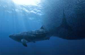 Le requin-baleine