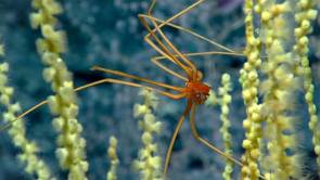 Une araignée de mer photographiée à environ 1 675 mètres sur un corail profond © NOAA Office of Ocean Exploration and Research, Deep-Sea Symphony: Exploring the Musicians Seamounts.
